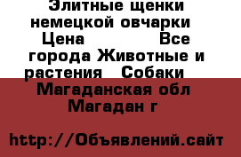 Элитные щенки немецкой овчарки › Цена ­ 30 000 - Все города Животные и растения » Собаки   . Магаданская обл.,Магадан г.